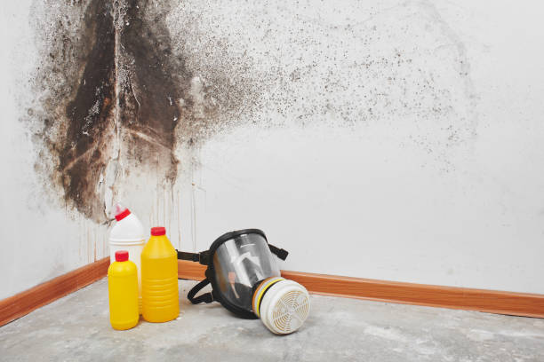 Office Mold Removal Services in Taylorville, IL