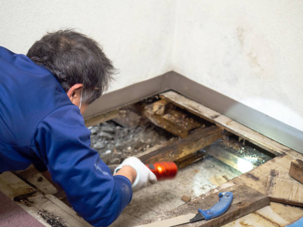 Taylorville, IL Mold Removal Company