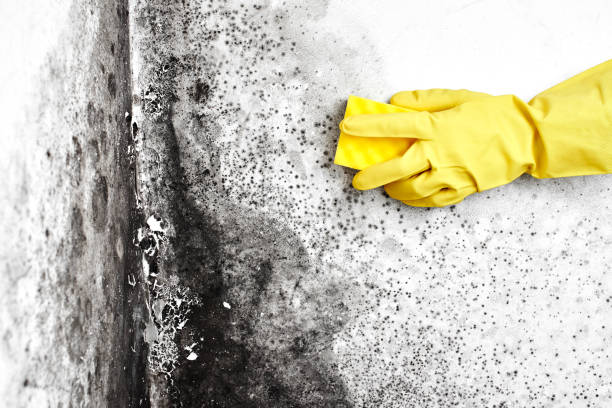 Best Mold Cleaning Services  in Taylorvle, IL