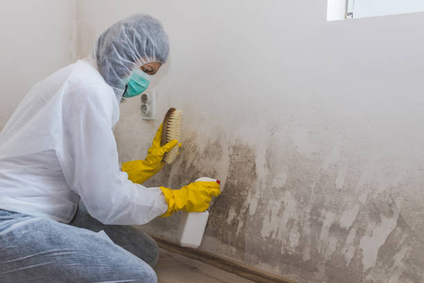 Best Water Damage Restoration  in Taylorvle, IL