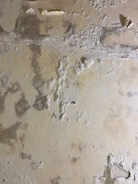 Best Professional Mold Removal  in Taylorvle, IL