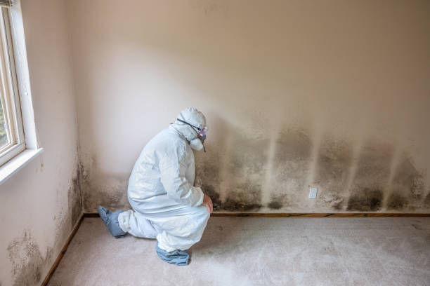 Best Emergency Mold Removal  in Taylorvle, IL