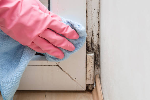 Best Mold Damage Repair  in Taylorvle, IL