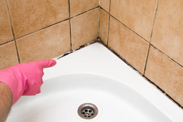 Best Mold Removal and Inspection  in Taylorvle, IL